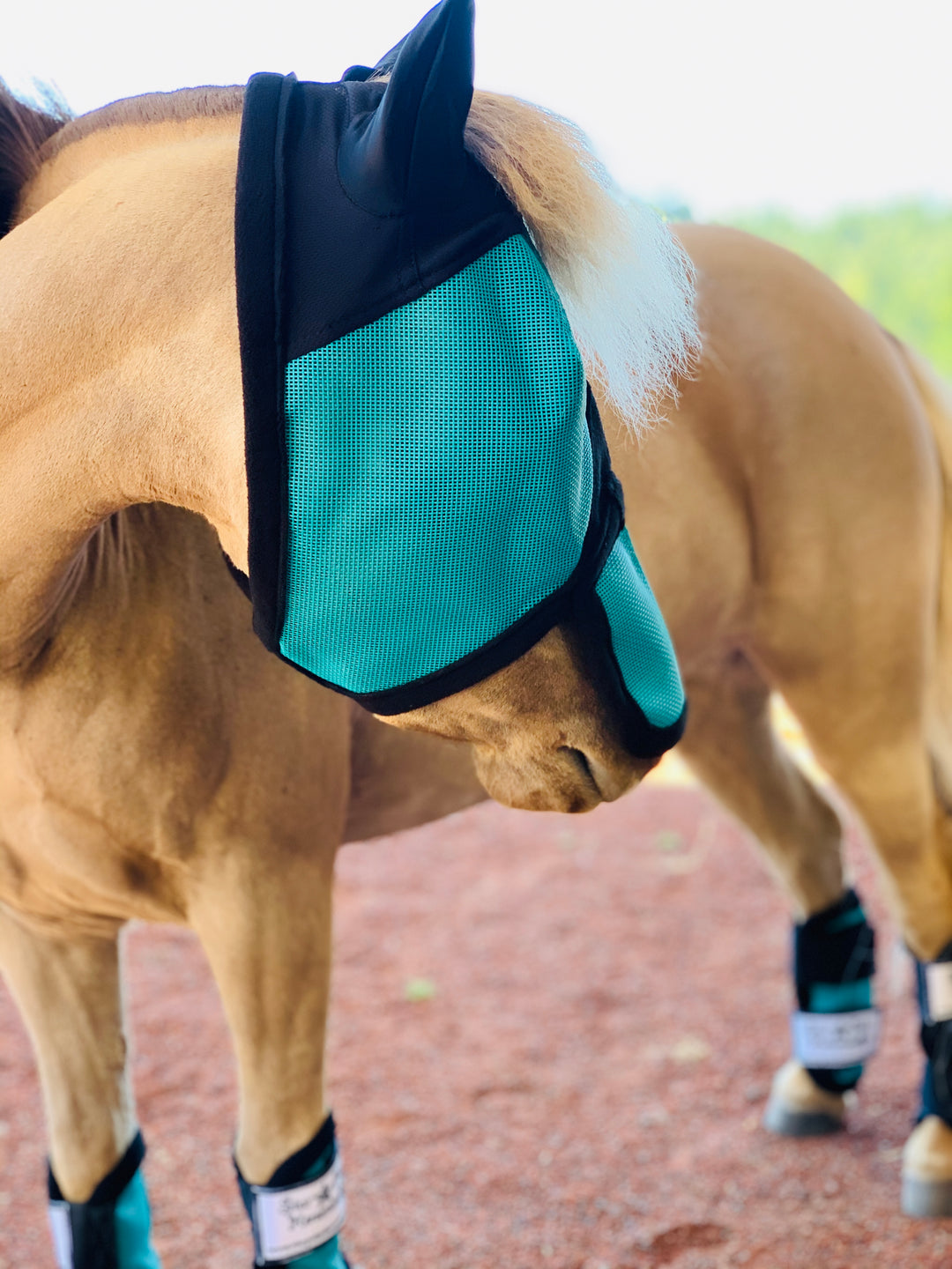 Mini-Pony Ear/Nose Cover Fly Mask - Star Point Horsemanship