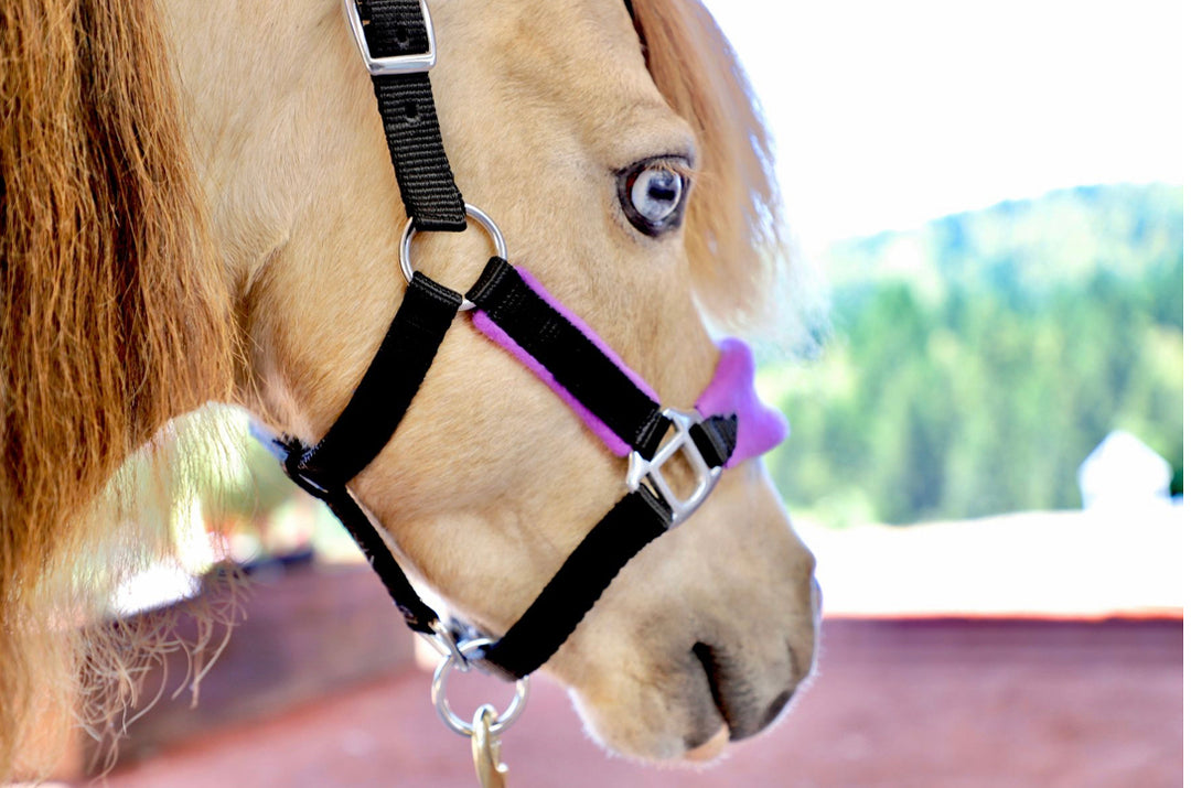 Mini-Pony Fleece Halters - Star Point Horsemanship
