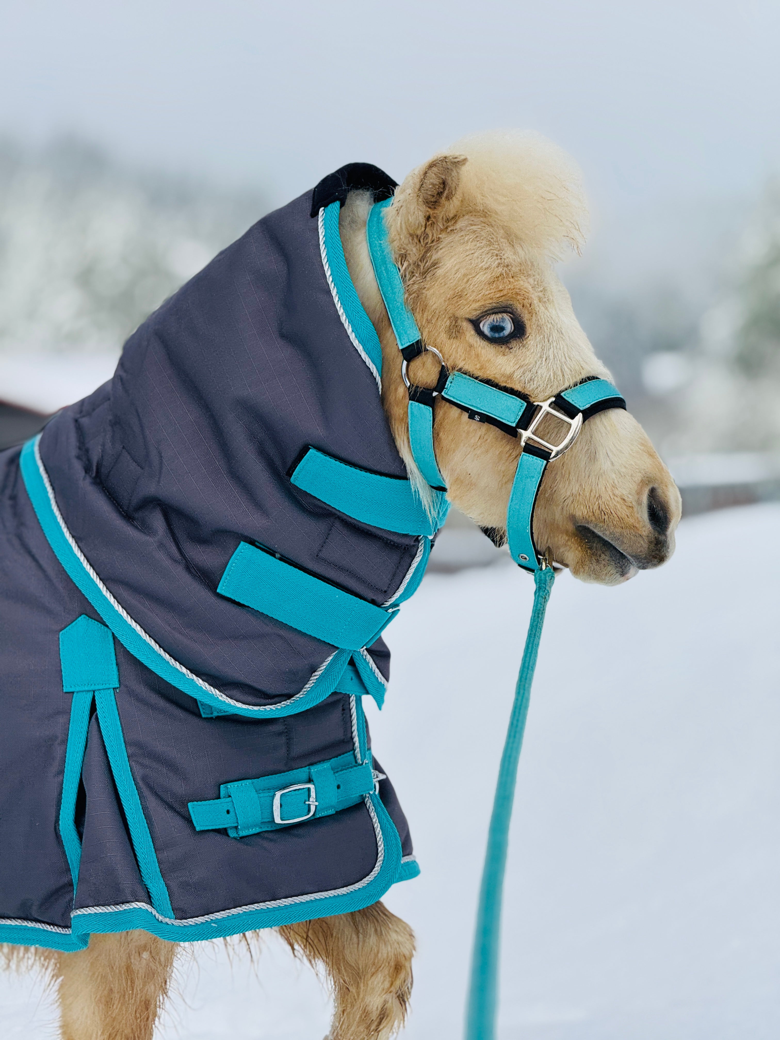 400G 1200D Heavyweight Mini Horse Blanket Dark Gray/Teal Trim