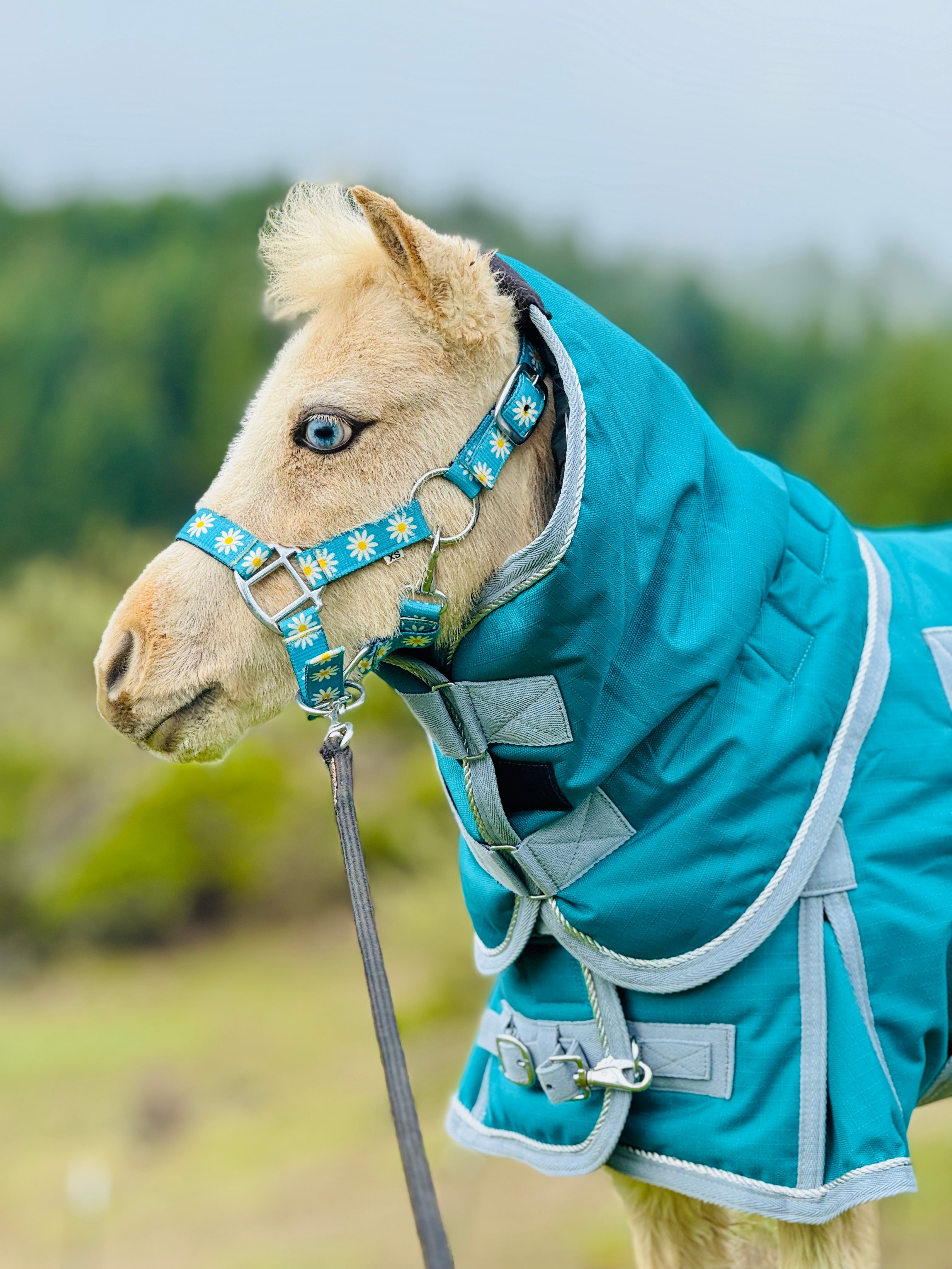MOUNTAINRESEARCH HORSE BLANKET 完売品　希少 FLEECE LEOPARD & MINT COOLER SHEET – Tacktical