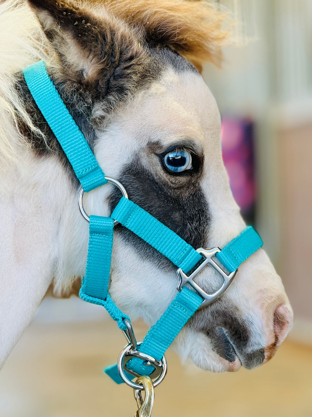 Miniature Horse-Small Pony Foal Halter