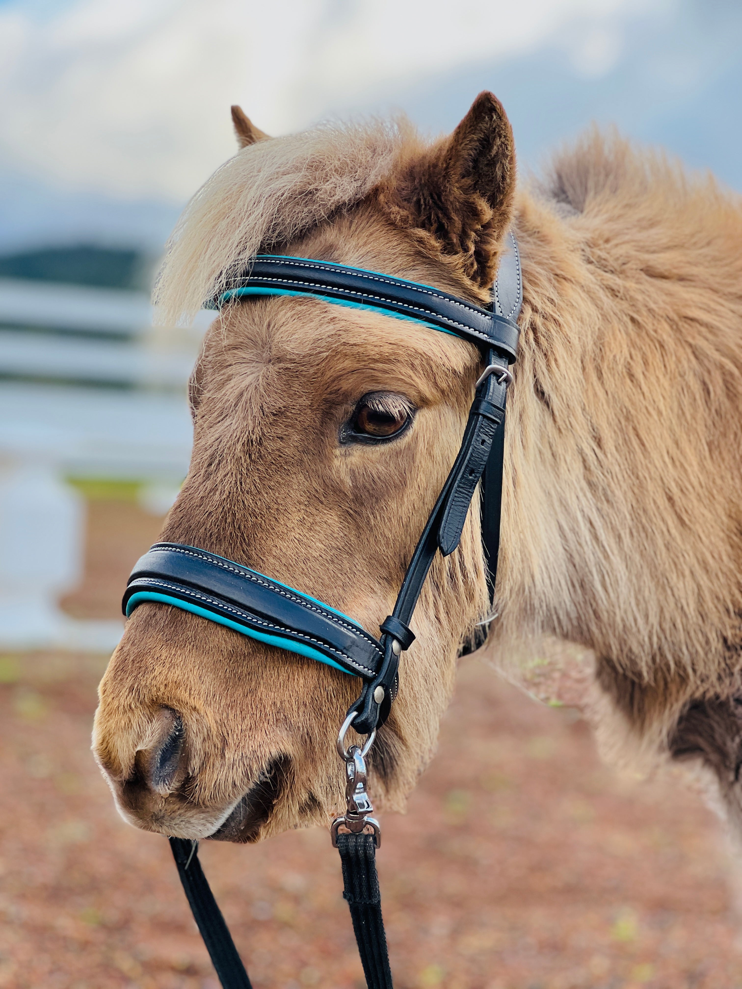 Teal pony bitless good bridle, miniature horse, miniature horse bridle, pony side pull hackamore bridle, pony bridle, pony bosal, pony