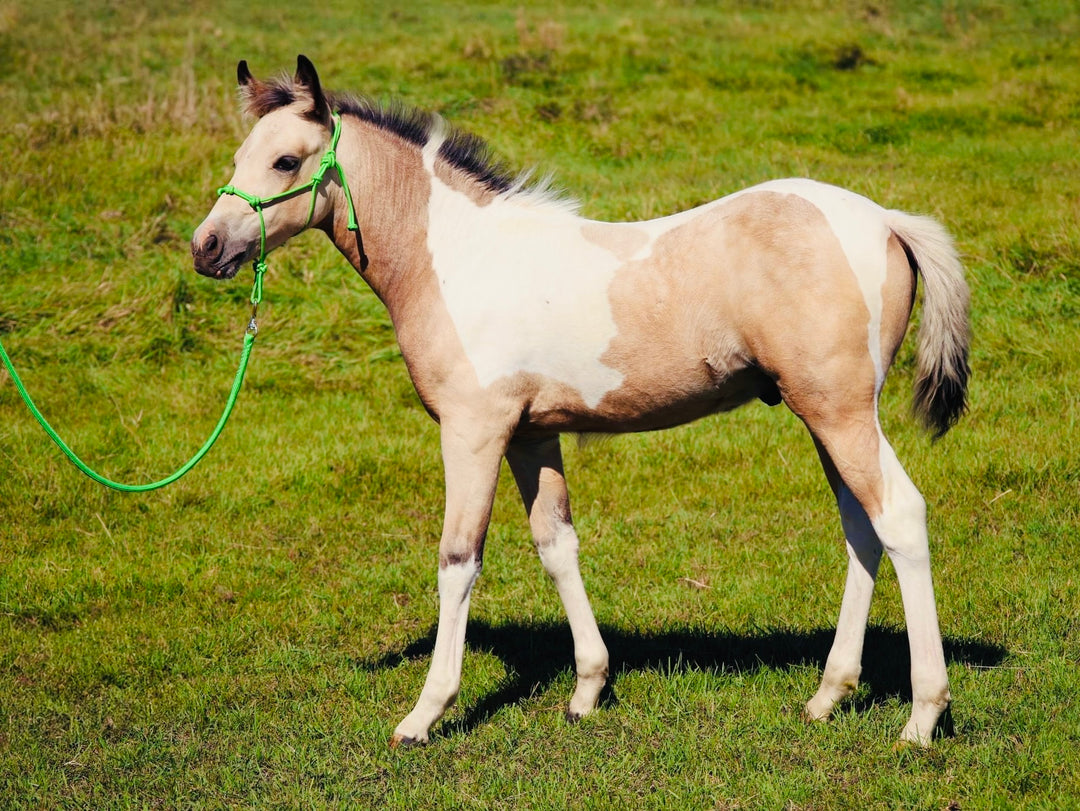 Miniature Horse-Pony 4 Knot Rope Training Halter - (XXS Weanling to XL Pony)