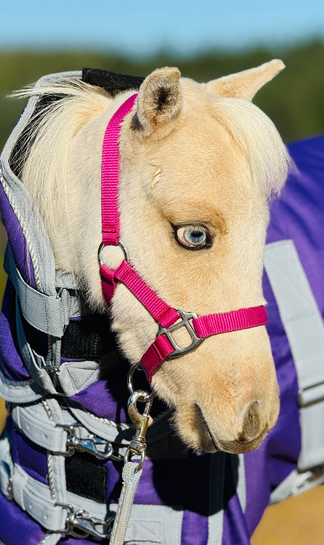 Newborn Mini Foal Halters