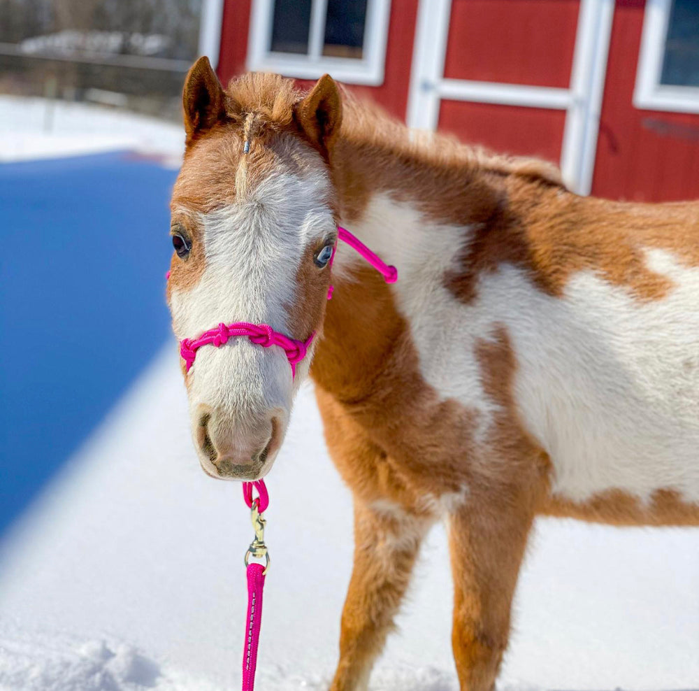 Mini-Pony 4 Knot Rope Halter & 8' Lead Rope Set - Star Point Horsemanship