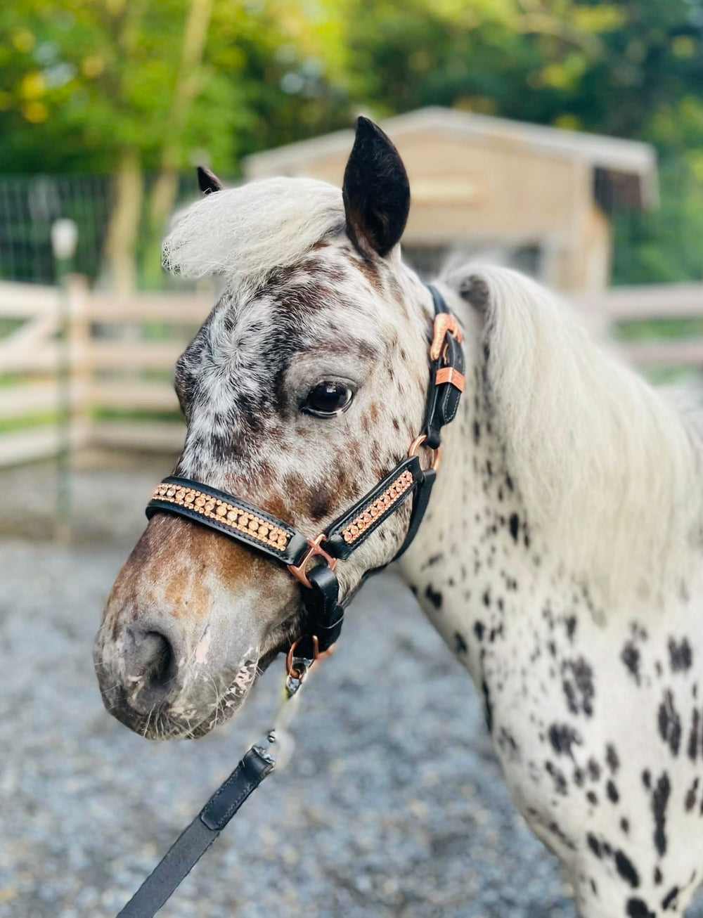 Mini Horse Rhinestone Leather Show Halter & Lead Set