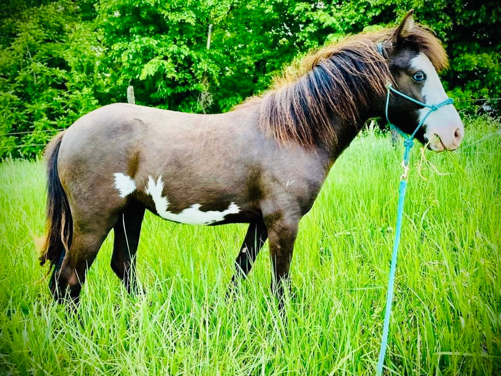 Miniature Horse-Pony 4 Knot Rope Training Halter - (XXS Weanling to XL Pony)