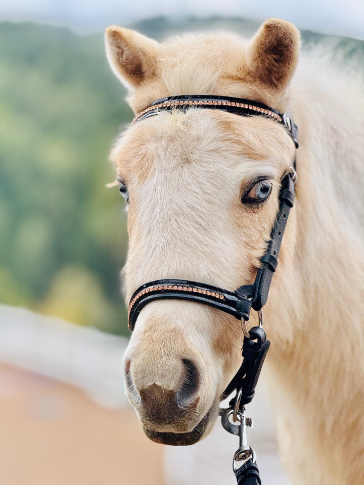 Miniature Horse Hunter Bridle & Braided Leather Lead Set