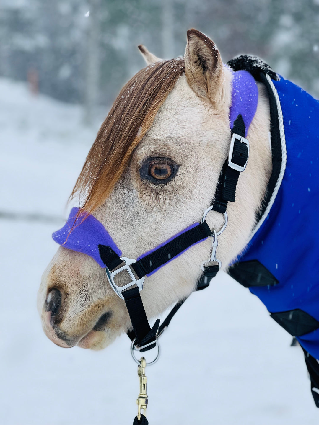 Miniature Horse Fleece Stable Halter