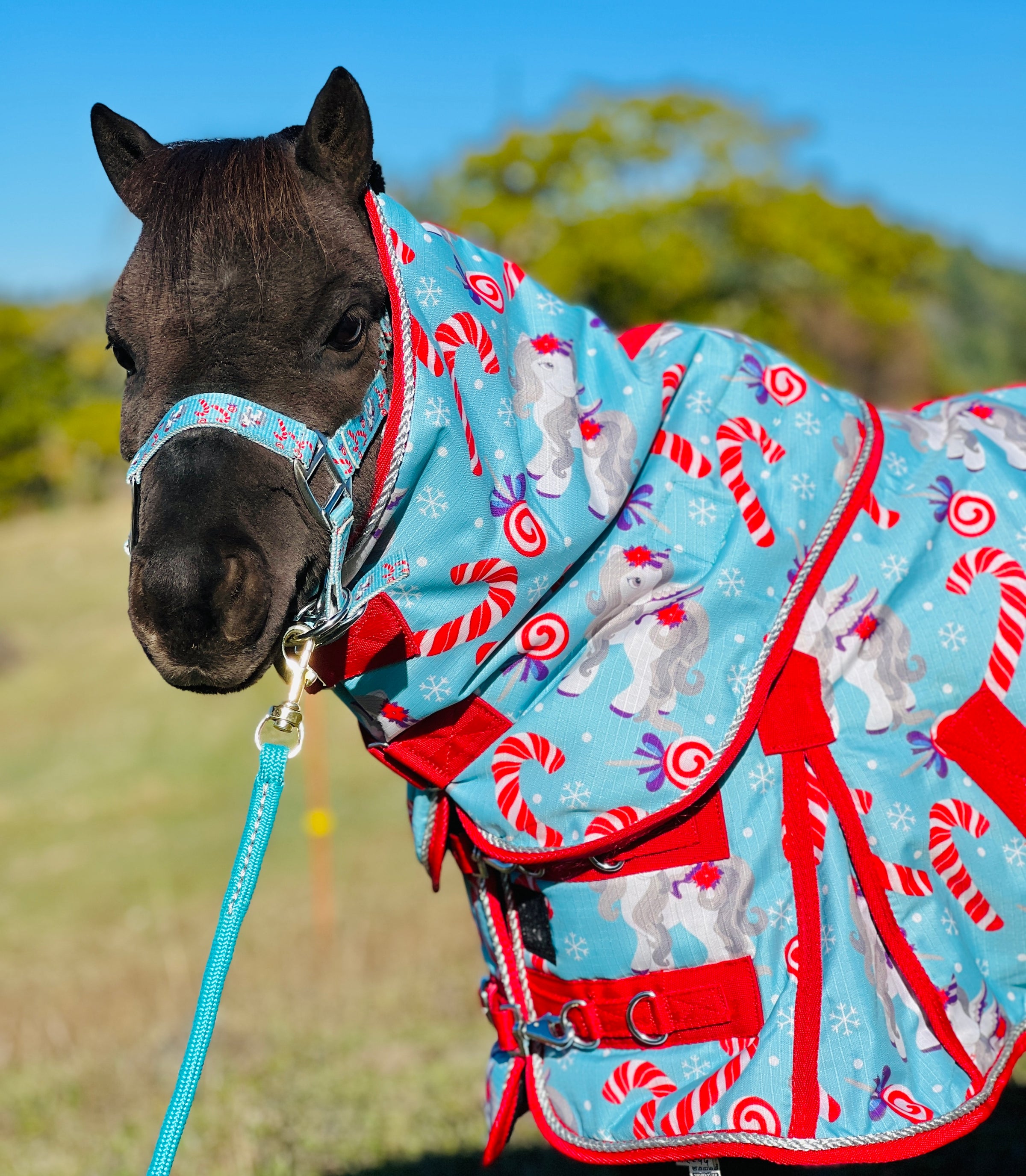 Candy Cane Pony 220 Mid-Weight Blanket & Halter Set 38-80" - Star Point Horsemanship