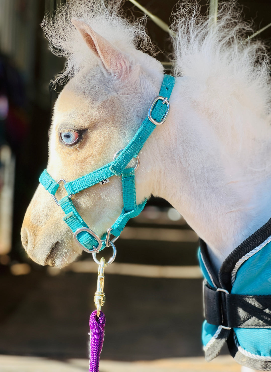 Newborn Mini Foal Halters - Star Point Horsemanship