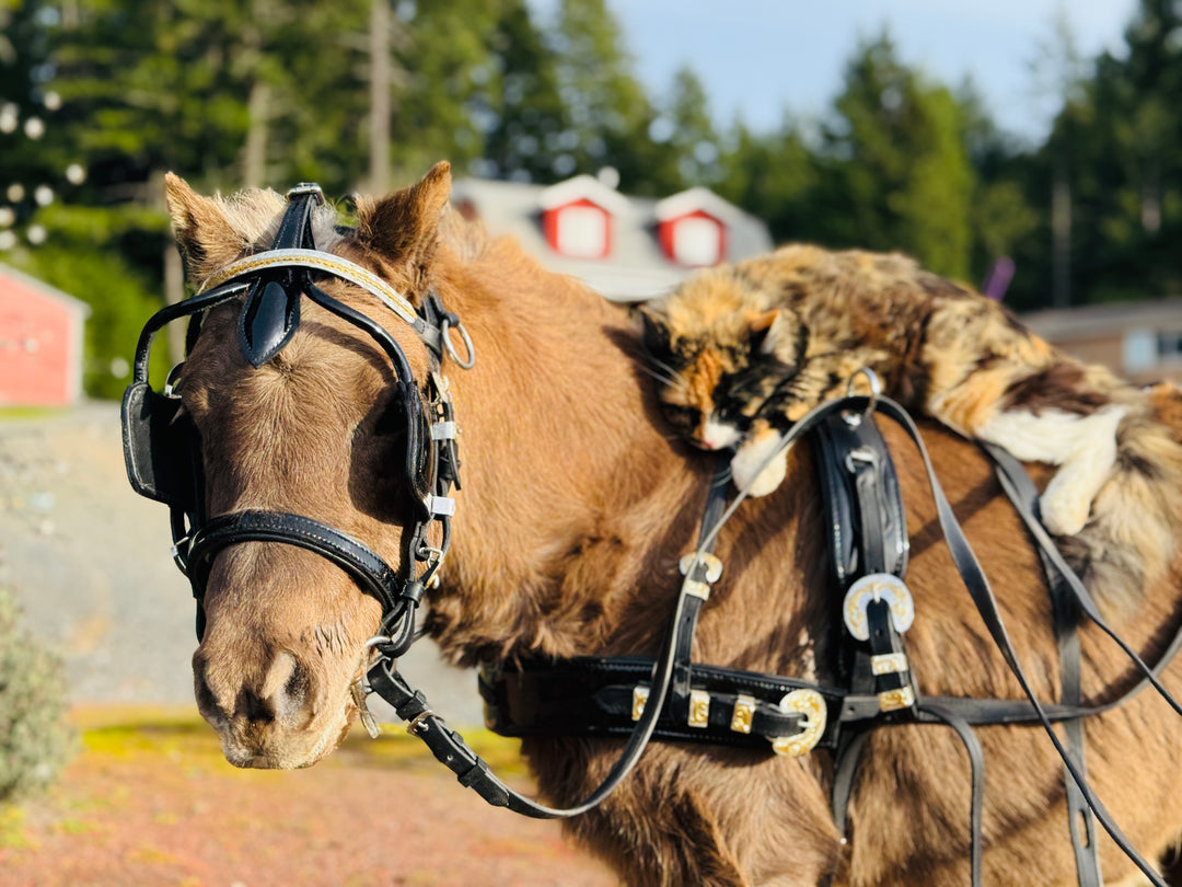 Miniature Horse Leather Show Harness Set - 30-38" Mini