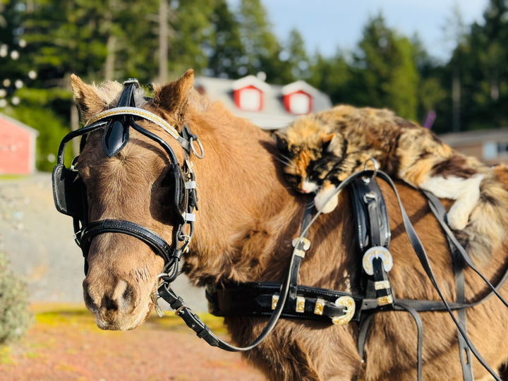 Miniature Horse Leather Show Harness Set - 30-38" Mini