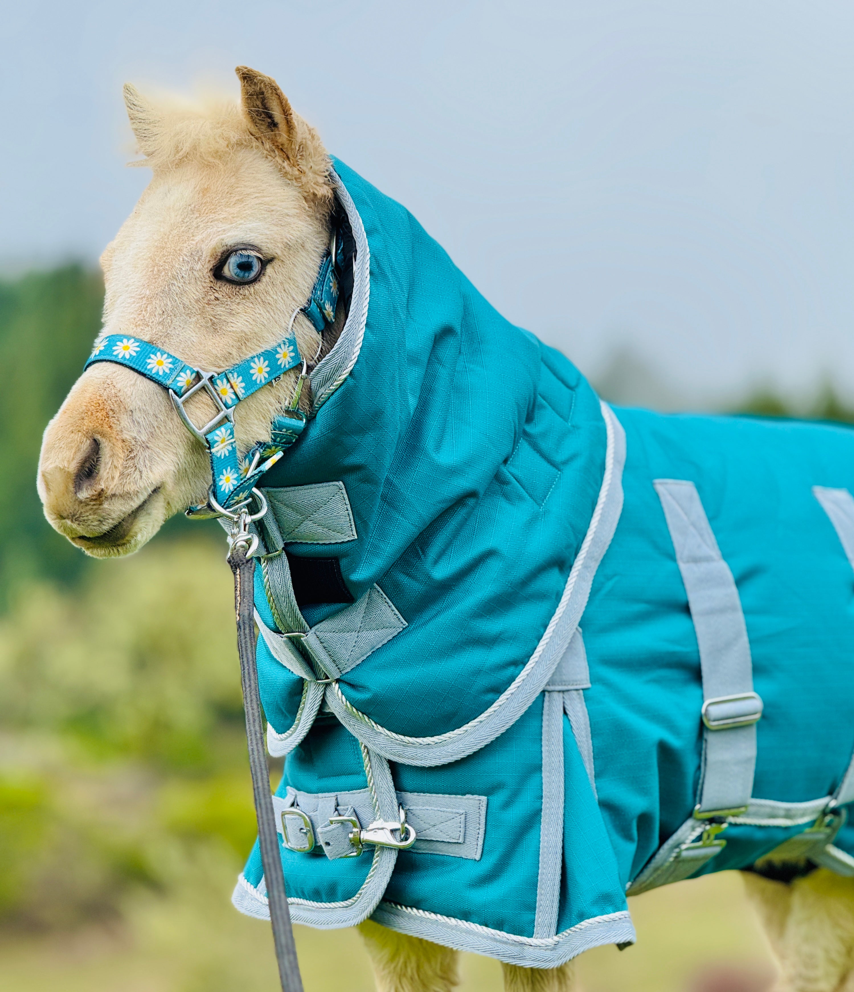 Star Point 1200D Waterproof Turnout Bellyband Blanket — 400 G Insulati
