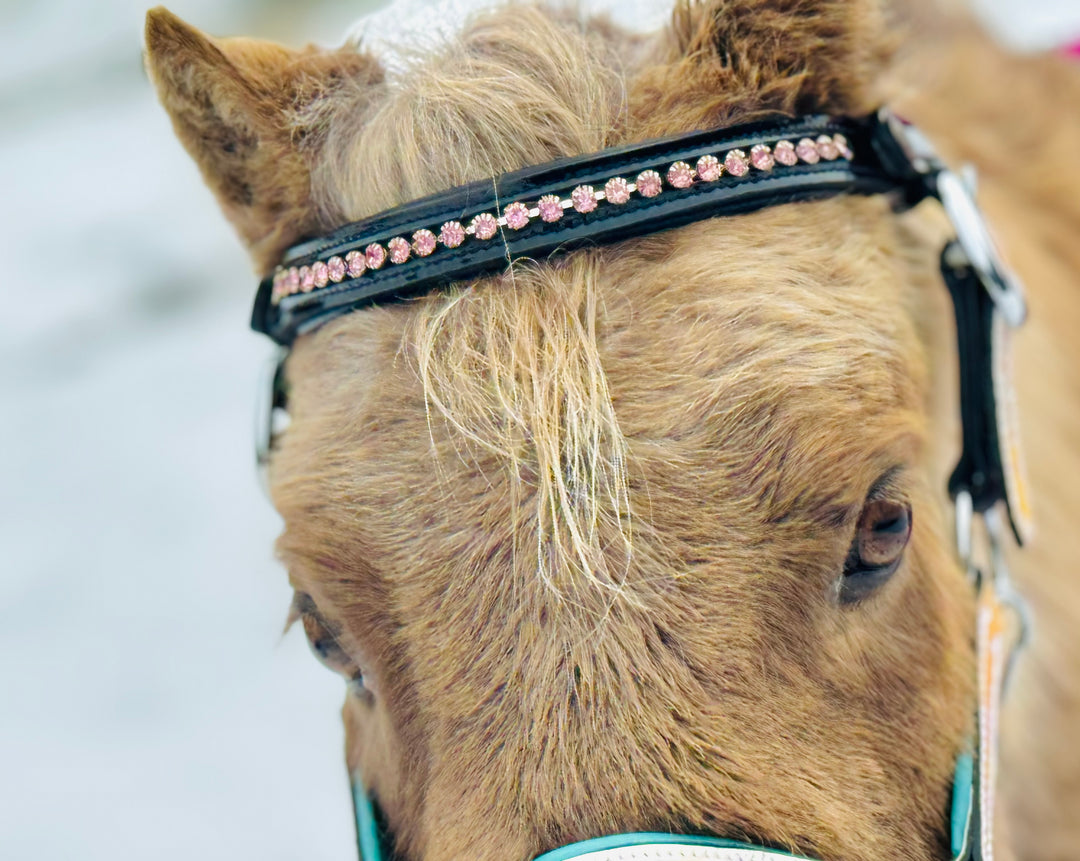 Miniature Horse Rhinestone Browbands Snap-On - Star Point Horsemanship
