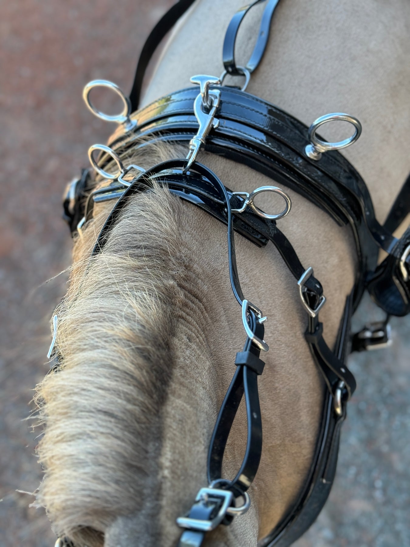 Finimento Completo In Biothane Per Mini, Shetland, Pony, Cob – Colore Nero, Spedizione Gratuita - Foto 5