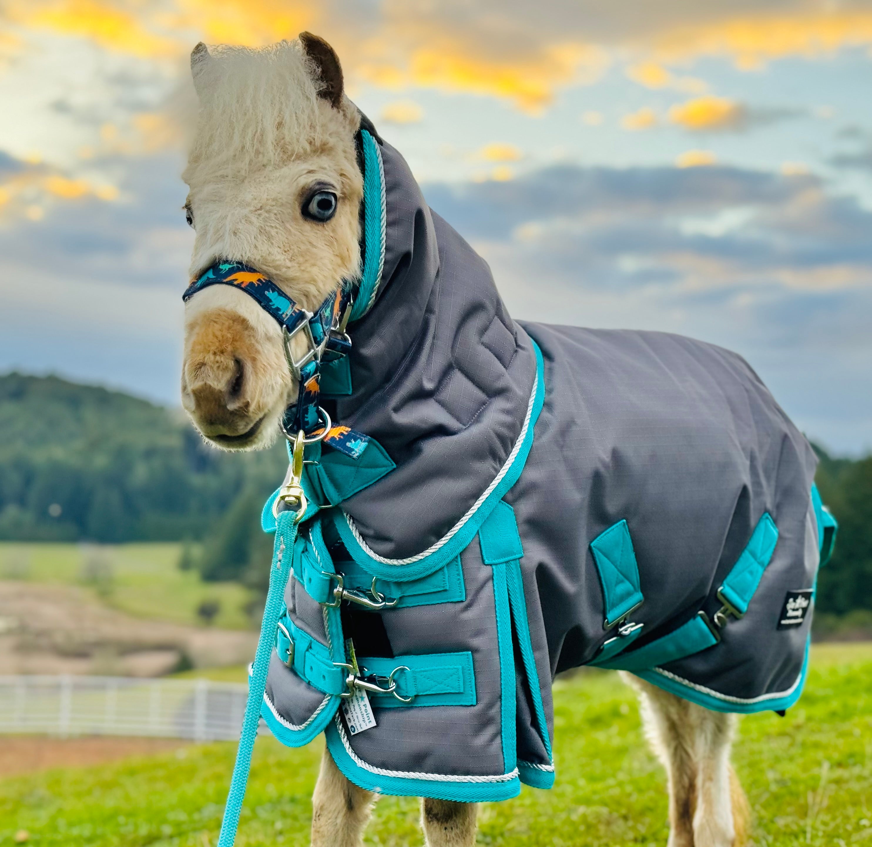400G 1200D Heavyweight Mini Horse Blanket Dark Gray/Teal Trim