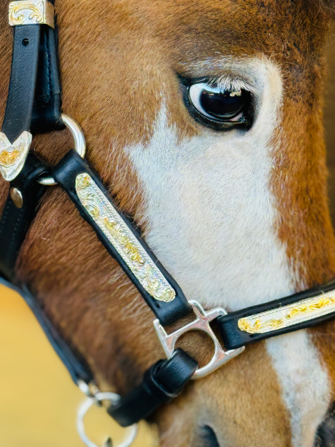 Mini Horse Show Halter: Perfect Fit for Winning Competitions