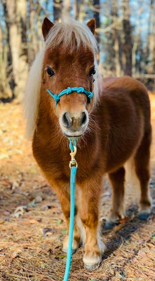 Miniature Horse-Pony 4 Knot Rope Training Halter - (XXS Weanling to XL Pony)