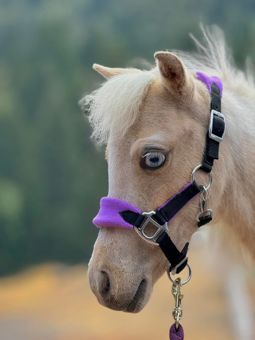 Miniature Horse Fleece Stable Halter