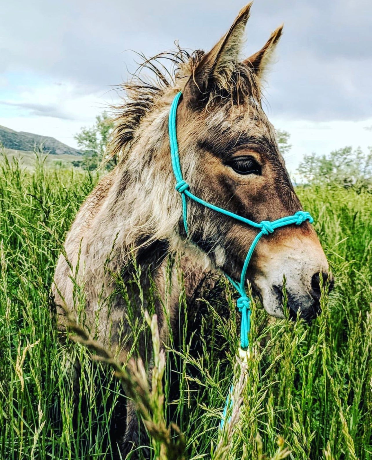 Miniature Horse-Pony 4 Knot Rope Halter & 8' Lead Rope Set