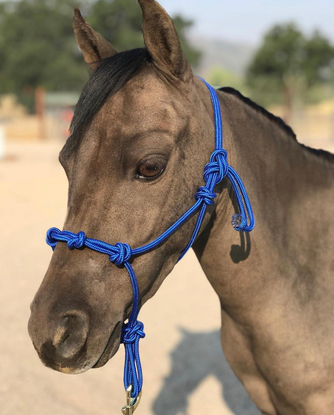 Mini-Pony 4 Knot Rope Halter & 8' Lead Rope Set - Star Point Horsemanship