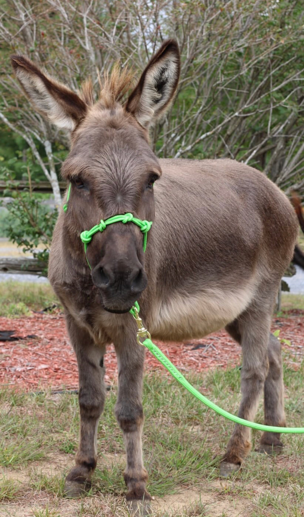 Mini-Pony 4 Knot Rope Halter - (XXS Weanling to XL Pony) - Star Point Horsemanship