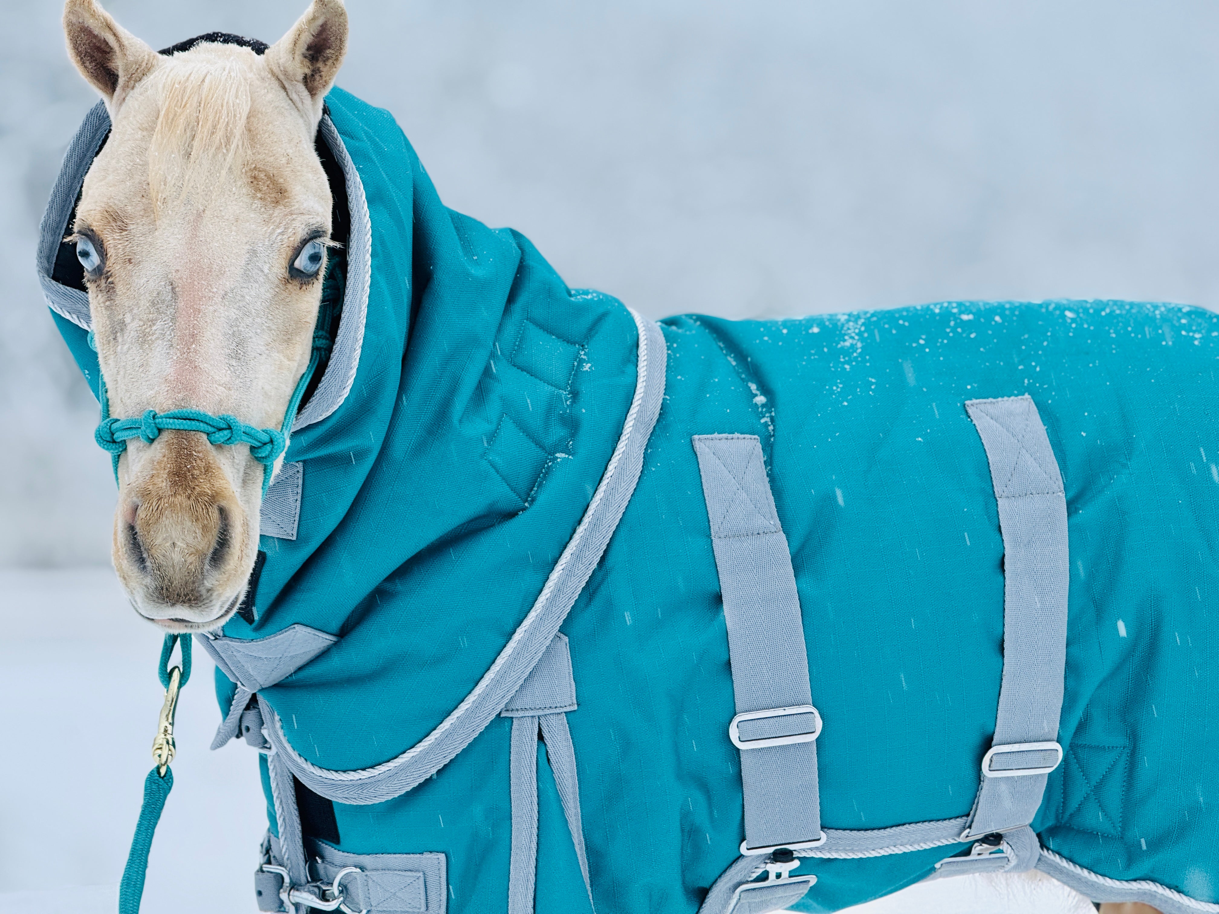 Star Point 1200D Waterproof Turnout Bellyband Blanket — 400 G Insulati