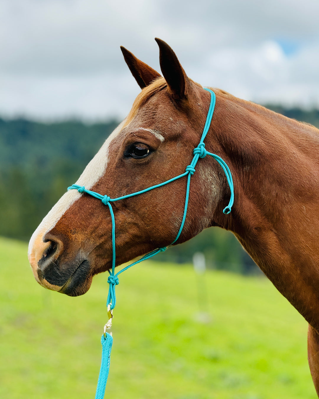 Average Horse 4 Knot Rope Halter & Lead Set - Teal