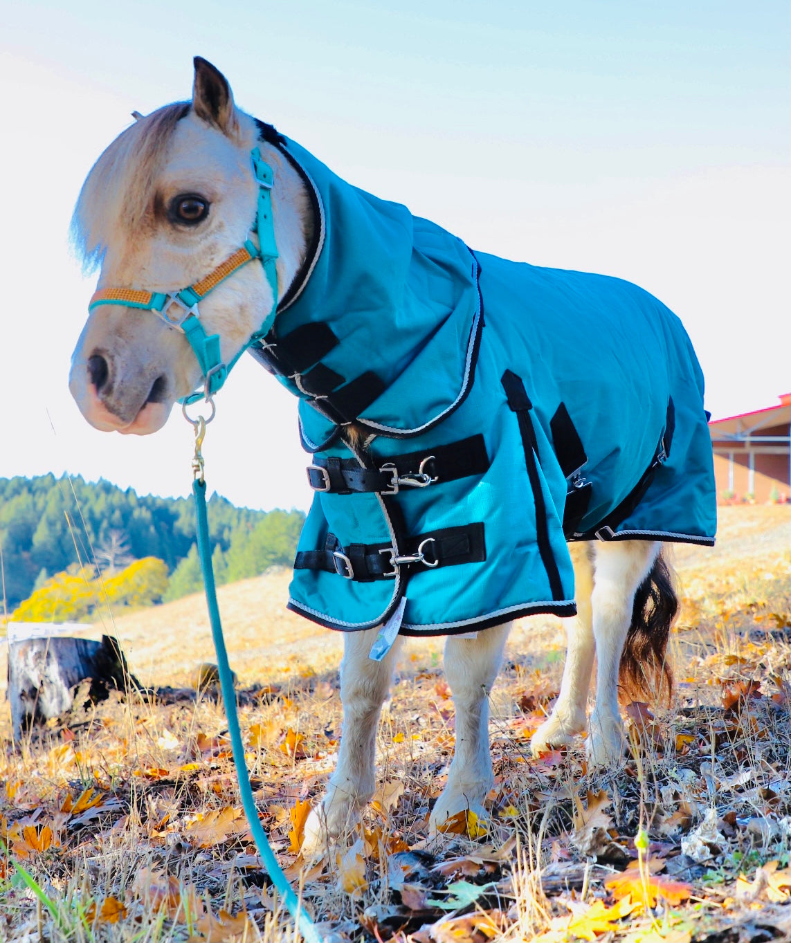Miniature Horse-Pony 1200D 100G Hooded Blanket - 38-54