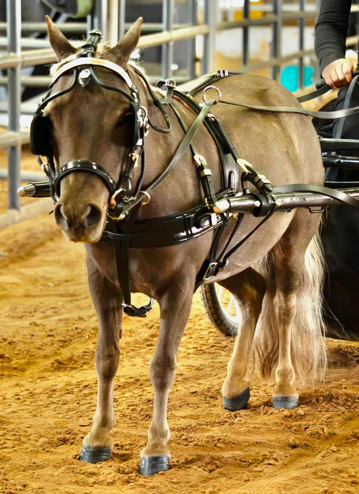 Miniature Horse Leather Show Harness Set - 30-38" Mini