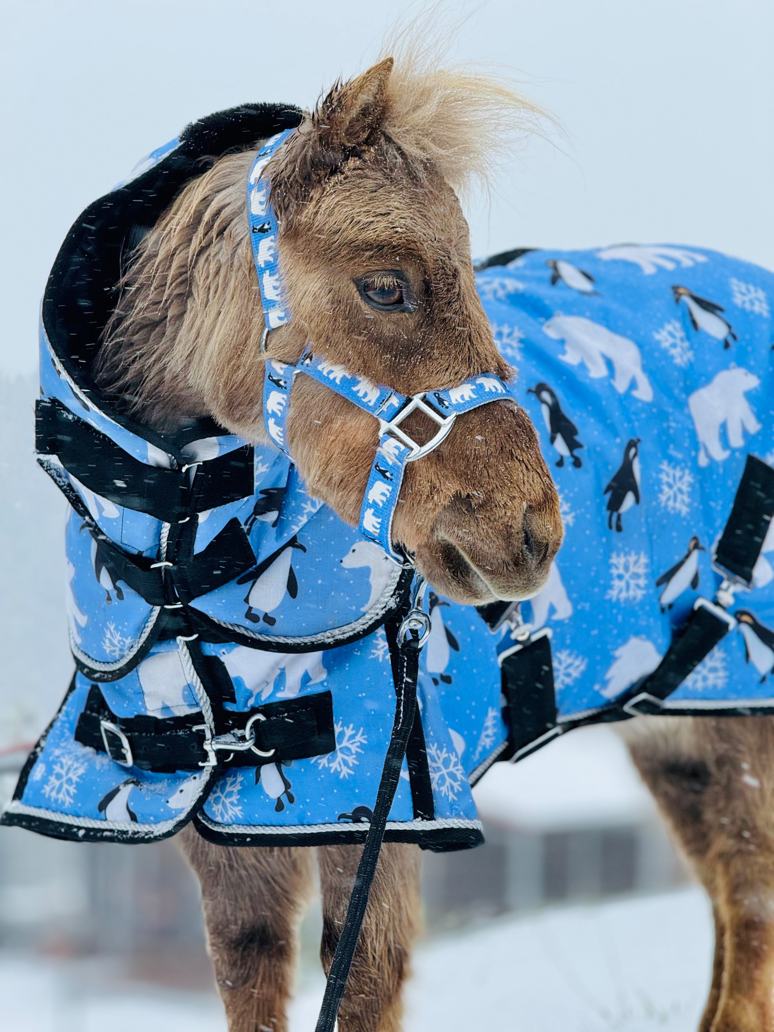 Polar Bear 350 G Heavyweight Hooded Blanket Halter Set 38 82