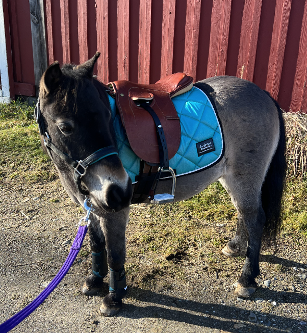 English/Surcingle Saddle Pad - Mini to Horse Size