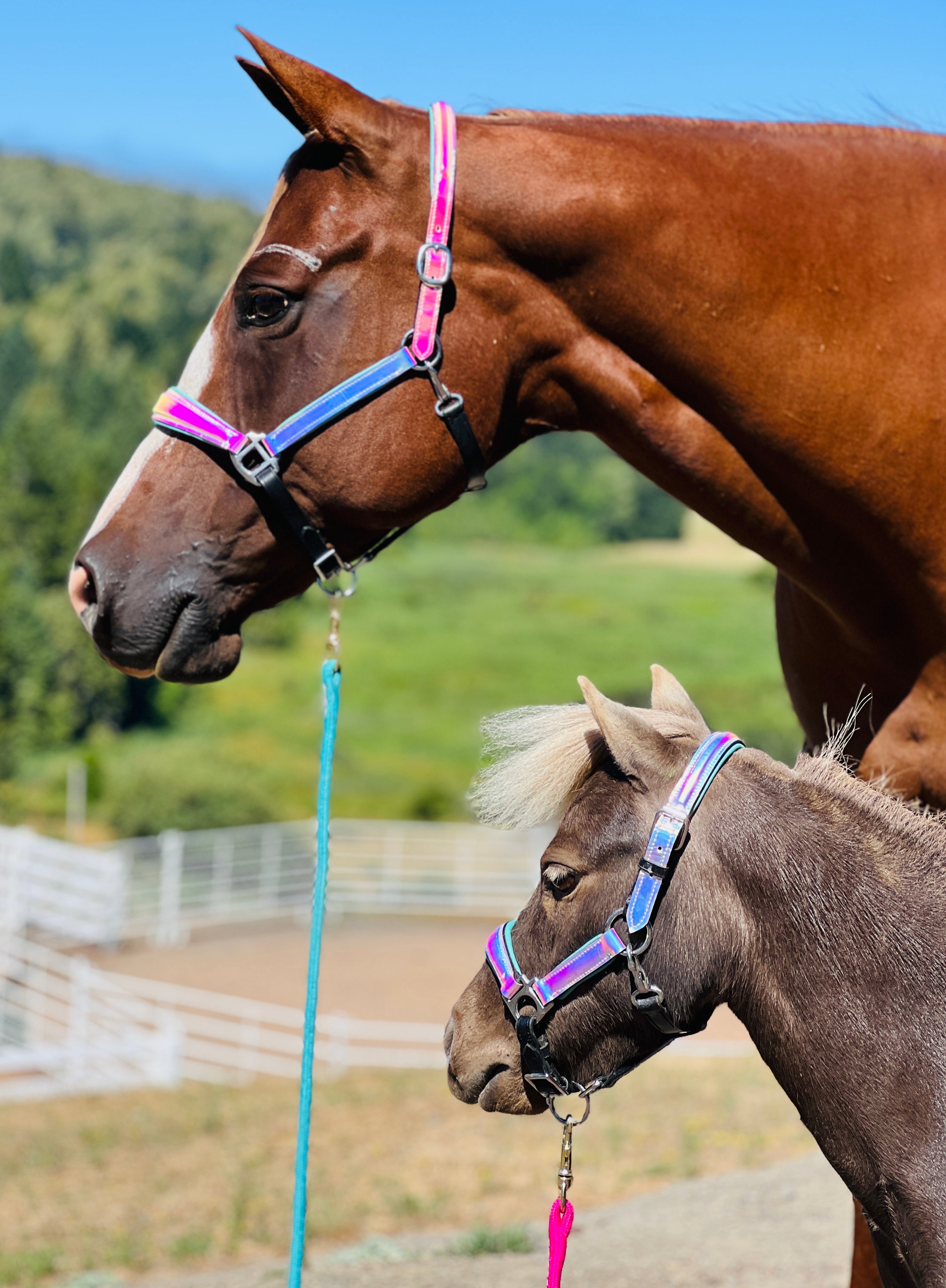 On sale Purple Leather Halter Padded Horse Headcollar