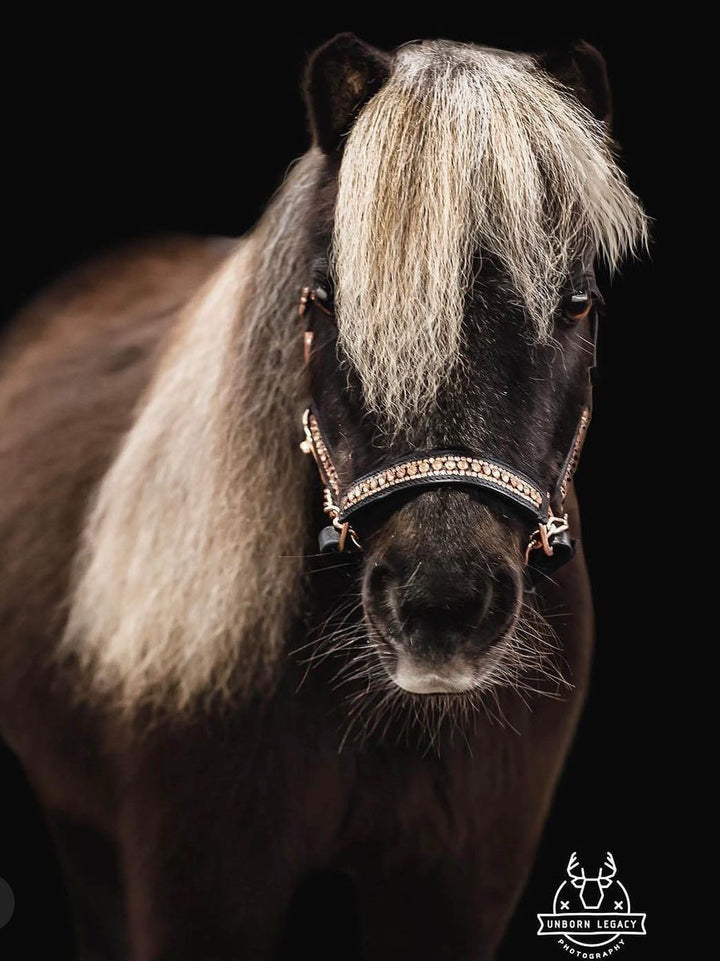Rhinestone Leather Show Halter & Lead Set - Mini to Horse Size - Star Point Horsemanship