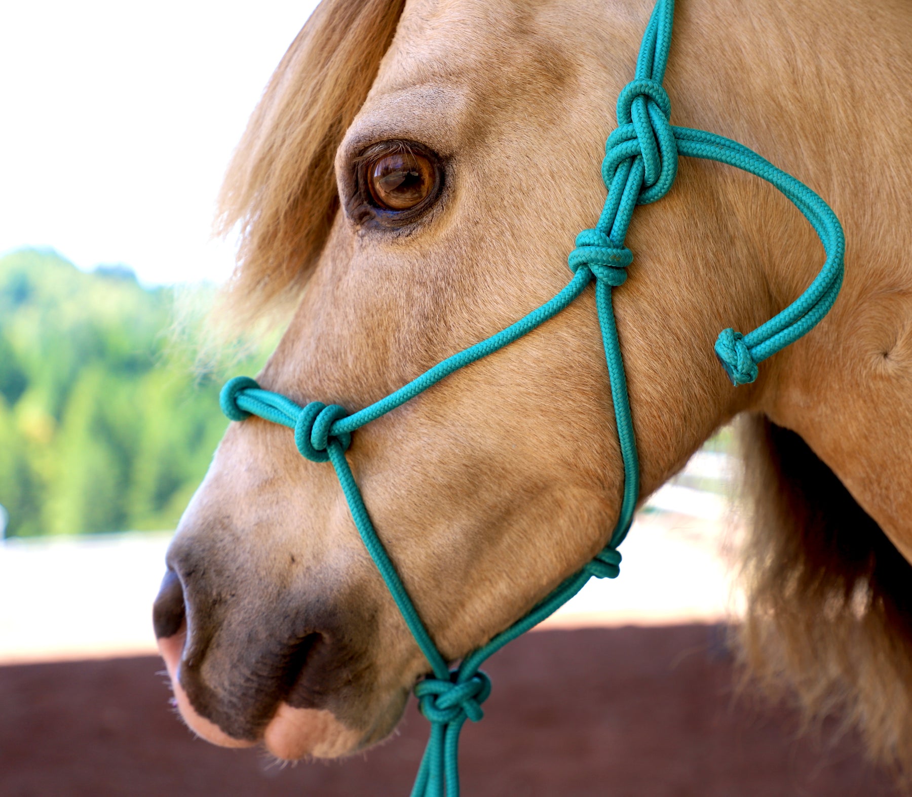 Mini Rope Halter Miniature Horse-Pony 4 Knot Rope Halter & 8' Lead Rope Set