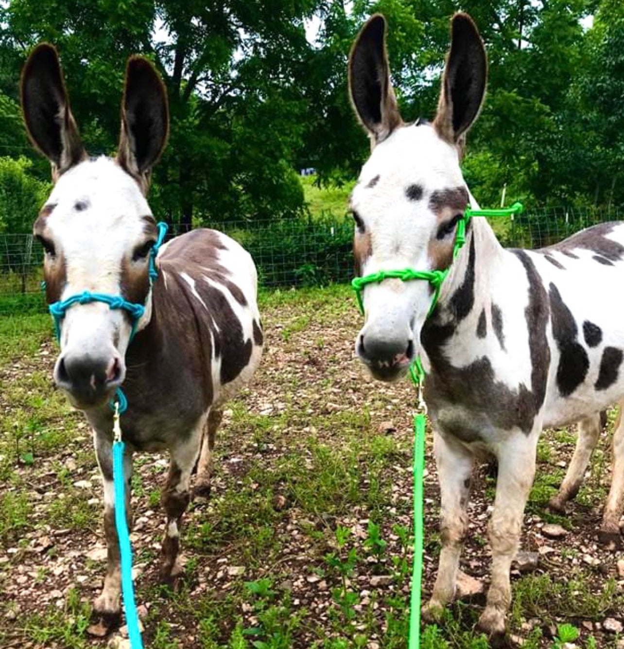 Miniature Horse-Pony 4 Knot Rope Halter & 8' Lead Rope Set