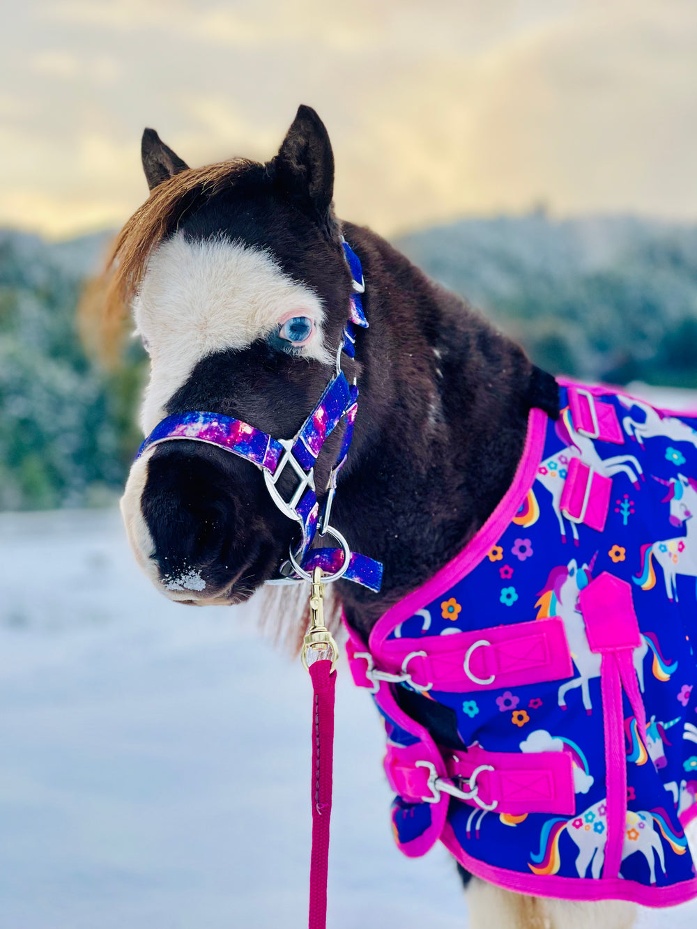 Star Point Printed Halter - Mini, Pony & Horse Size - Star Point Horsemanship