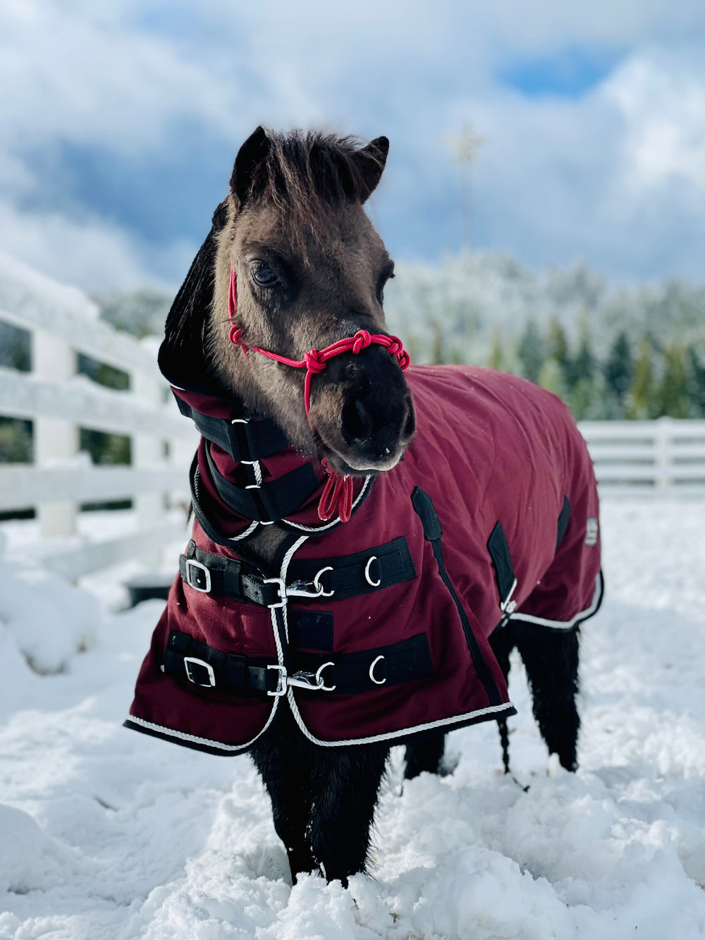 350 G 1200 D RipStop Waterproof Hooded Blanket - 34-58" - Star Point Horsemanship