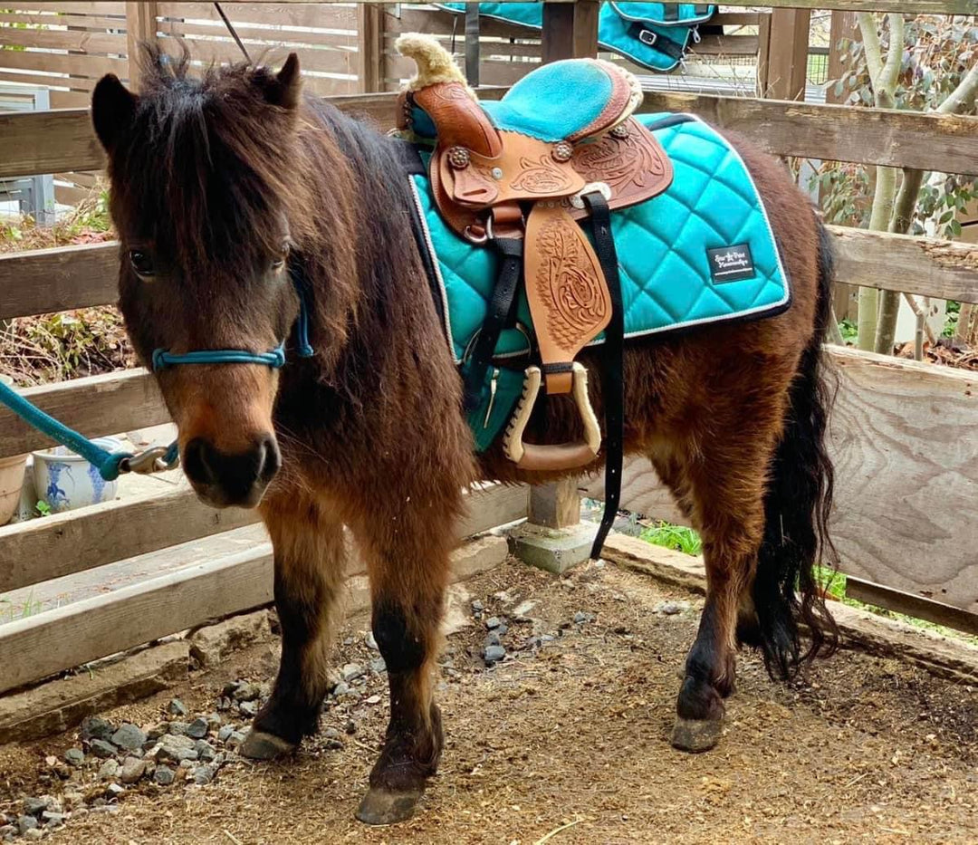 Mini-Pony Western Saddle Pad – Star Point Horsemanship